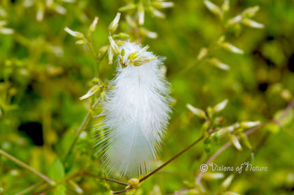 Downloadbare natuurfoto van een wit veertje