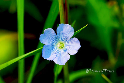 Downloadbare natuurfoto van een blauwe vlasbloem