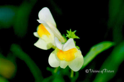 Downloadbare natuurfoto van een vlasbekje met hoge resolutie