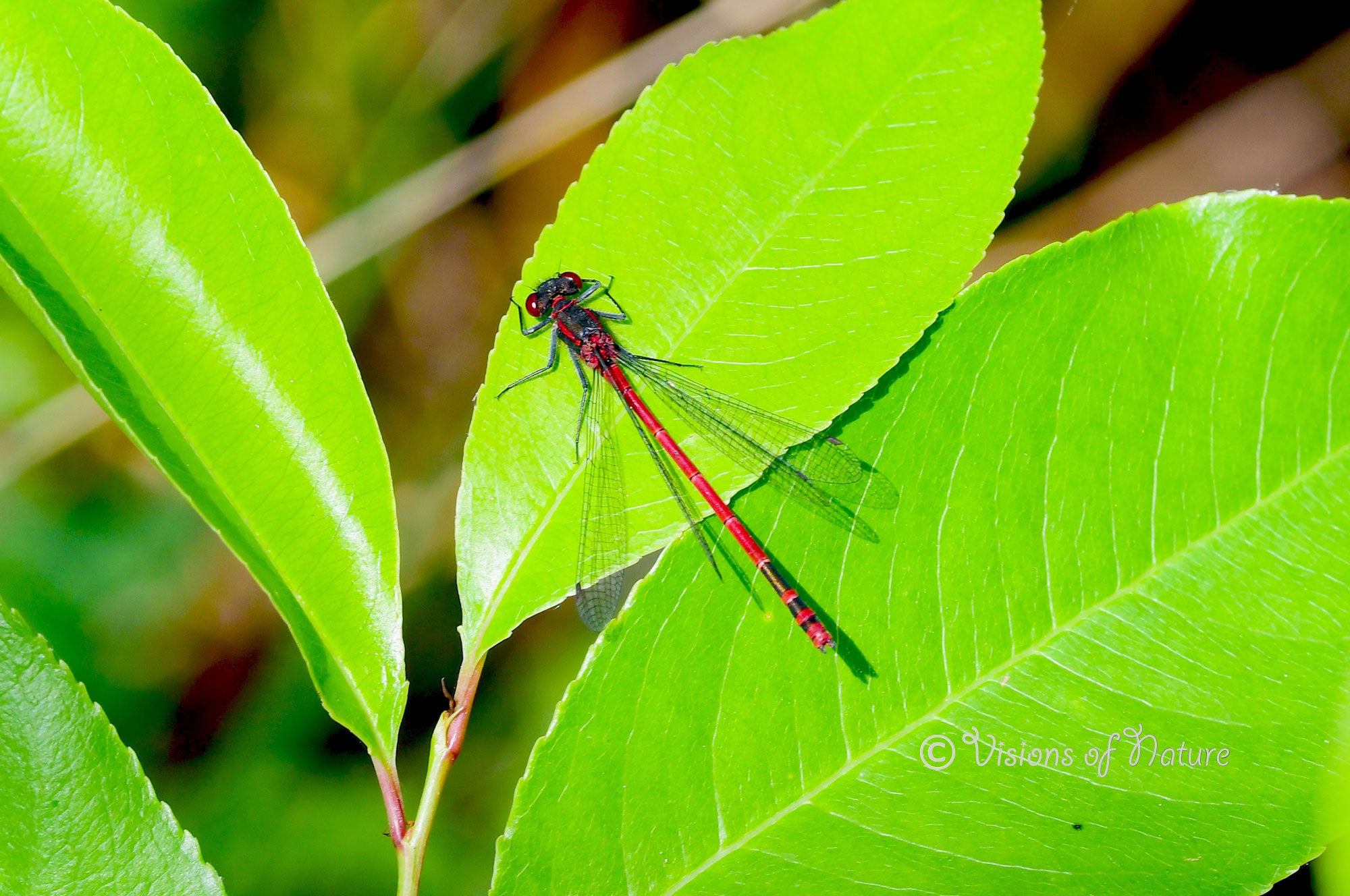 Downloadbare natuurfoto van een rode vuurjuffer op groen blad met hoge resolutie