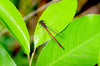 Downloadbare natuurfoto van een rode vuurjuffer op groen blad met hoge resolutie