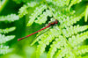 Downloadbare natuurfoto van een rode vuurjuffer op een groen blad met hoge resolutie