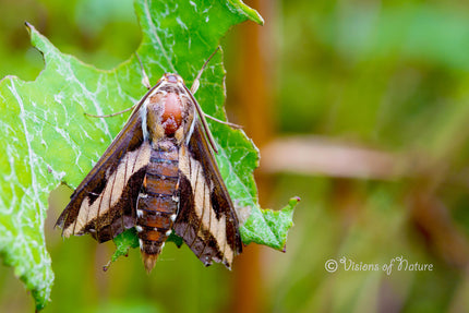Downloadbare natuurfoto van een walstropijlstaartvlinder met hoge resolutie