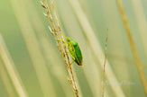 Downloadbare macrofoto van een groene schildwants met hoge resolutie