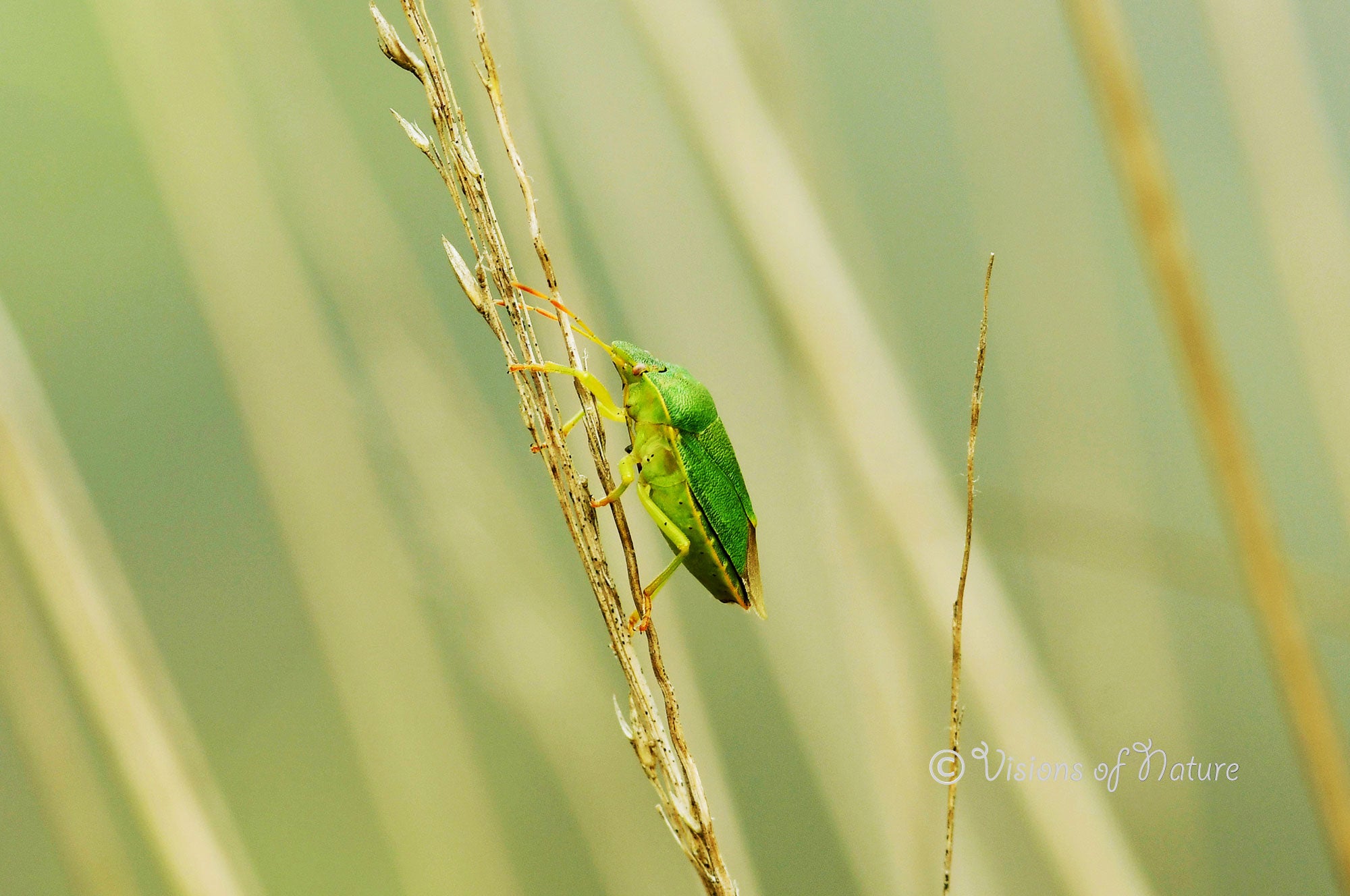 Downloadbare macrofoto van een groene schildwants met hoge resolutie