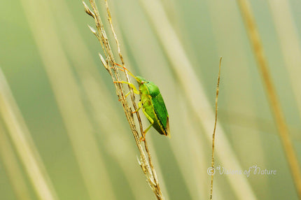 Downloadbare macrofoto van een groene schildwants met hoge resolutie