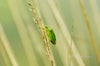 Downloadbare macrofoto van een groene schildwants met hoge resolutie