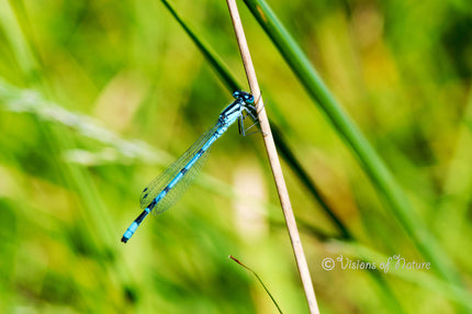 Downloadbare macrofoto van een blauwe watersnuffel met hoge resolutie