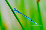 Downloadbare macrofoto van een blauwe watersnuffel juffer met hoge resolutie