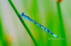 Downloadbare macrofoto van een blauwe watersnuffel juffer met hoge resolutie