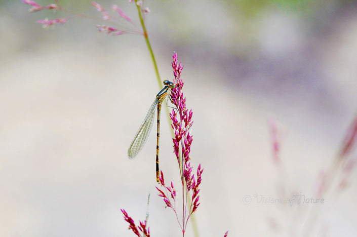 Downloadbare natuurfoto van een watersnuffel juffer op roze heide met hoge resolutie