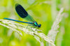 Downloadbare natuurfoto van een blauwe weidebeekjuffer met hoge resolutie