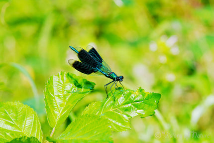 Downloadbare natuurfoto van een blauwe weidebeekjuffer met hoge resolutie