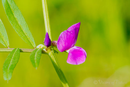 Downloadbare natuurfoto van een magentakleurige wikke bloem met hoge resolutie