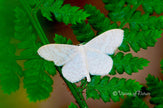 Schitterende macrofoto van een witte vlinder op een groen blad in hoge resolutie