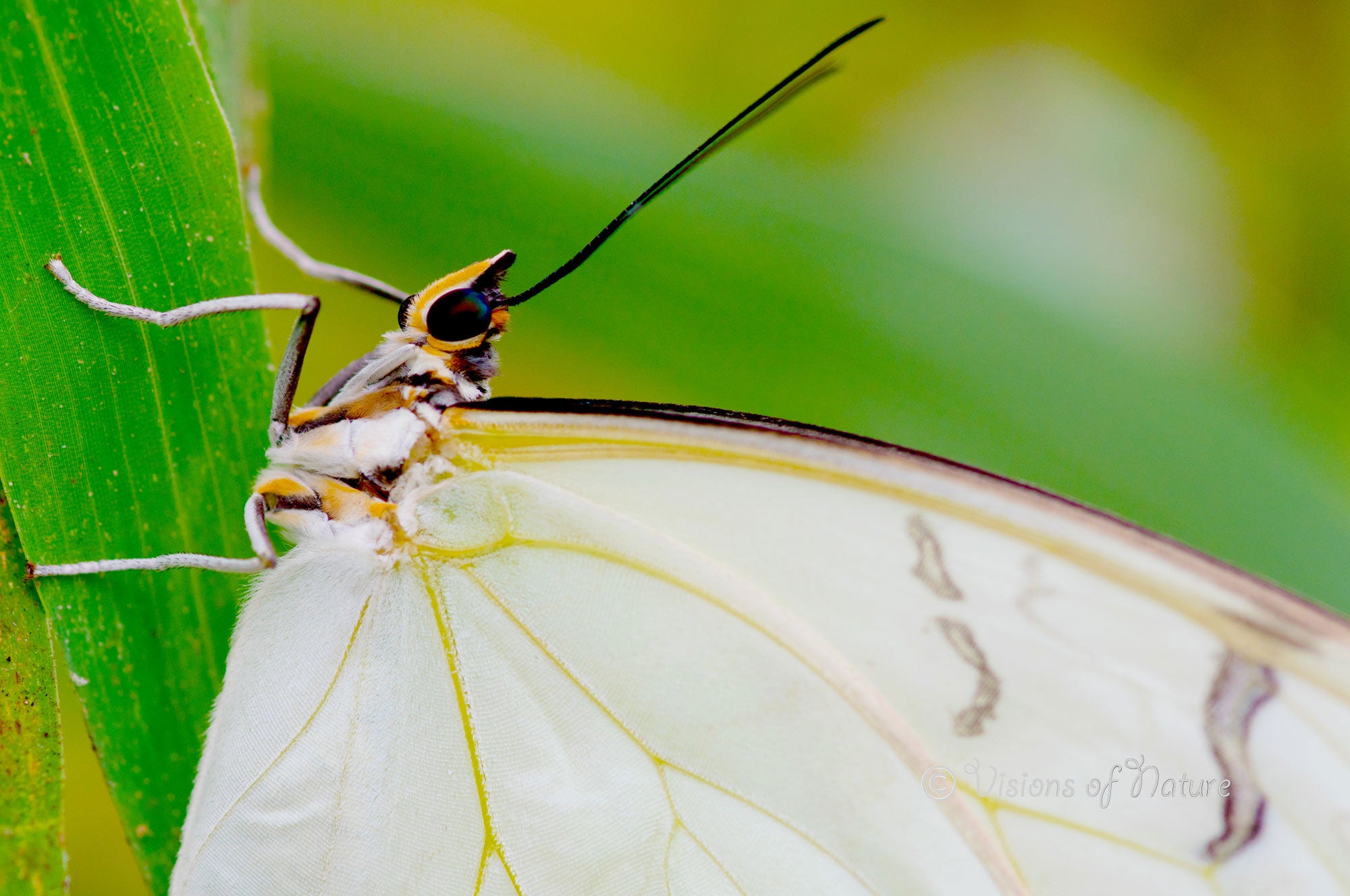 Downloadbare macrofoto van een witte morpho vlinder met hoge resolutie