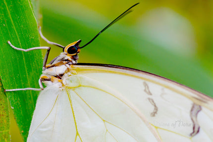 Downloadbare macrofoto van een witte morpho vlinder met hoge resolutie