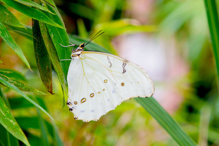 Downloadbare macrofoto van een witte morpho vlinder met hoge resolutie