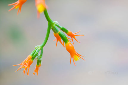 Downloadbare macrofoto van een oranje tropische bloem met hoge resolutie