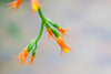 Downloadbare macrofoto van een oranje tropische bloem met hoge resolutie