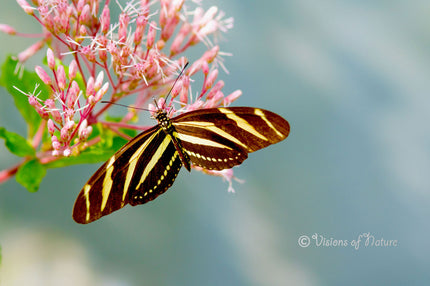 Downloadbare natuurfoto van een zebravlinder op een roze bloem met hoge resolutie