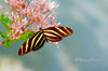 Downloadbare natuurfoto van een zebravlinder op een roze bloem met hoge resolutie