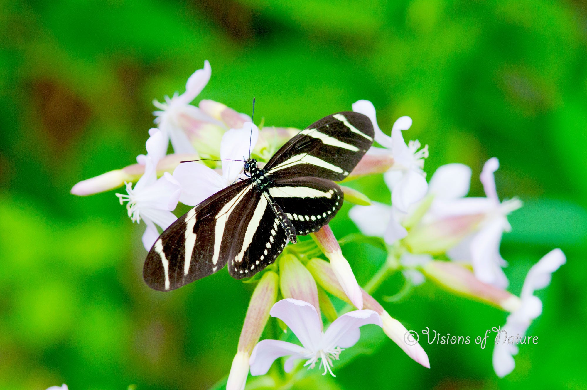 Downloadbare macrofoto van een tropische zebravlinder met hoge resolutie