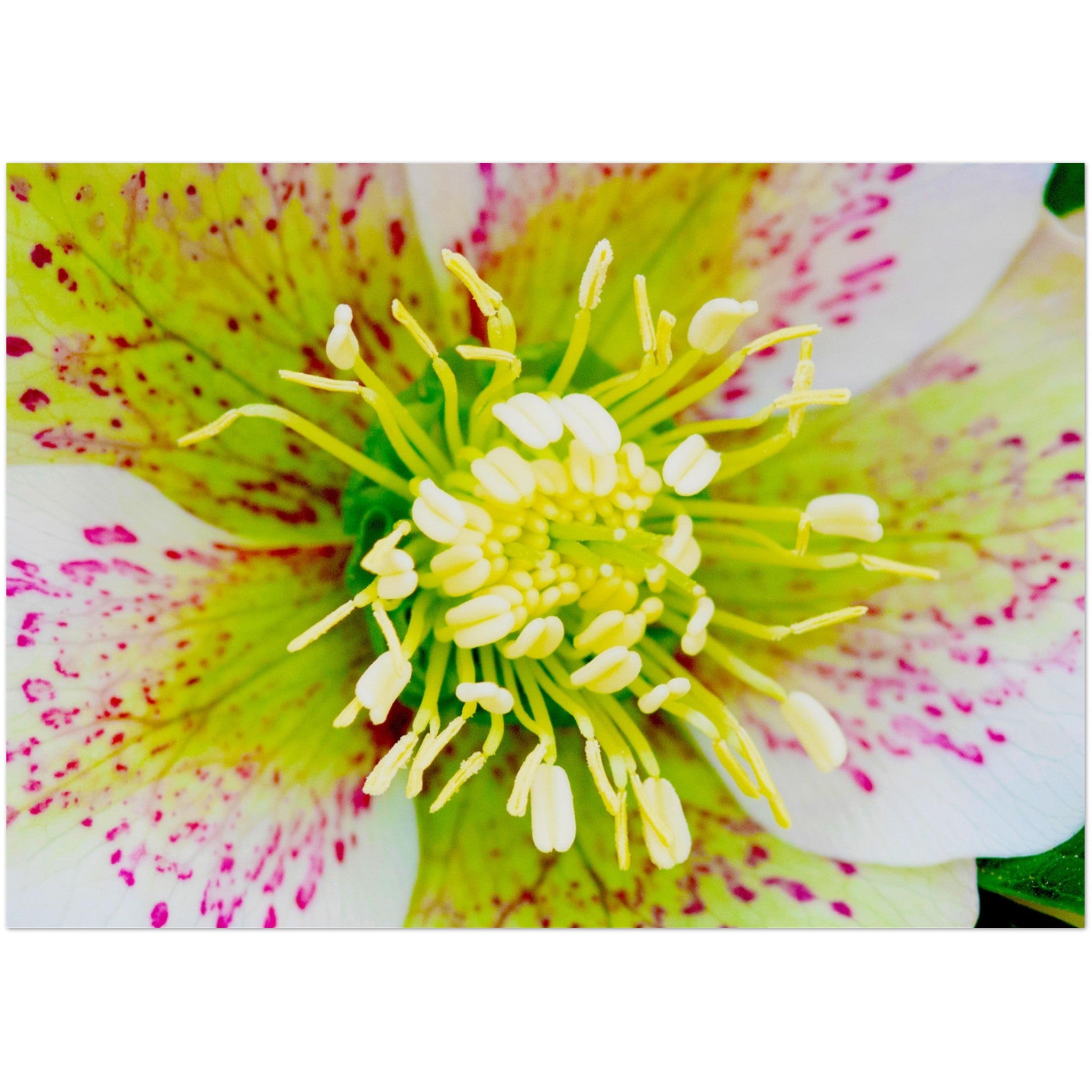 Wenskaart met een close-up van een witte helleborus bloem met roze accenten