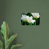 Acrylglas wanddecoratie met prachtige witte tulpen met franjes