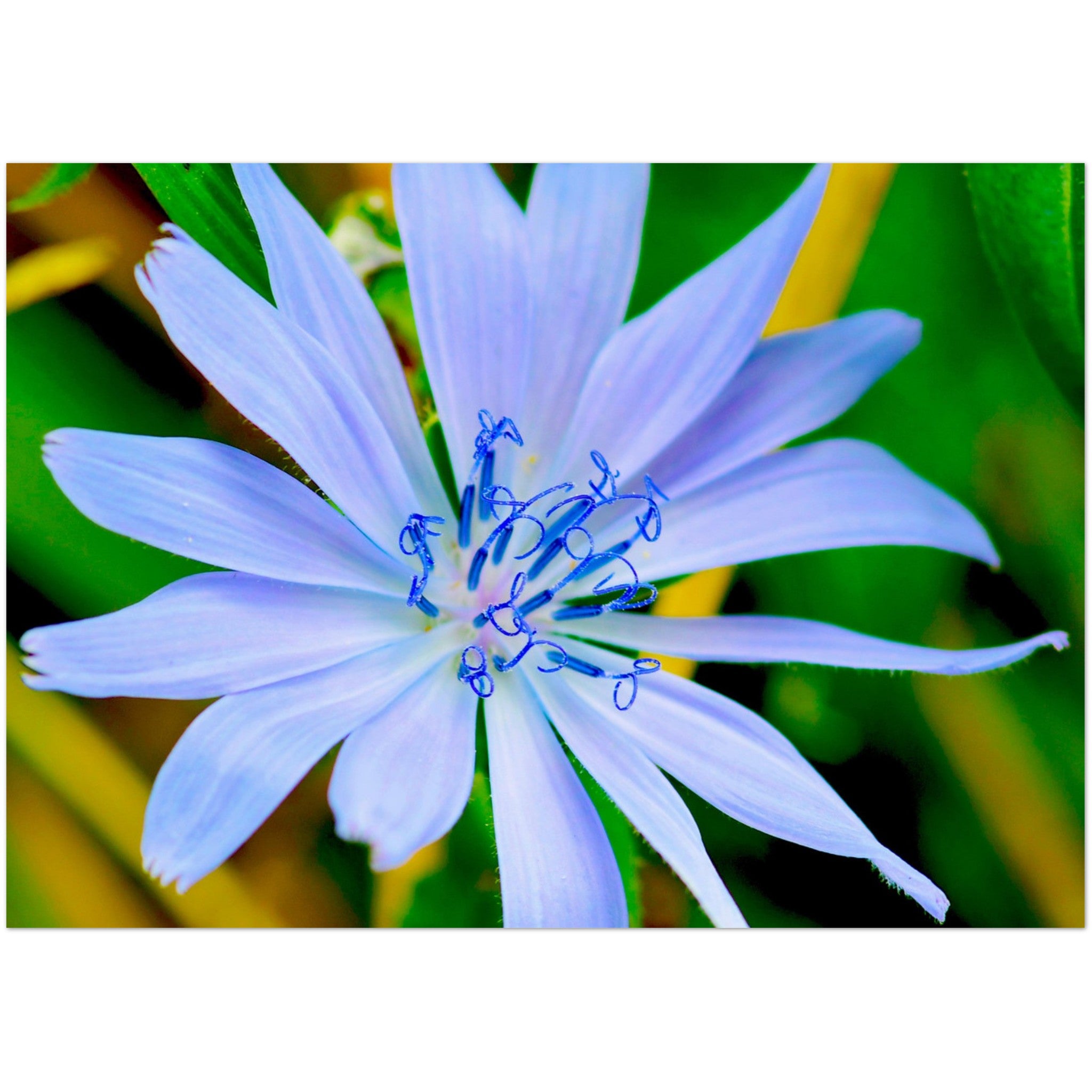 Wenskaart met een close-up van een blauwe wilde cichorei bloem