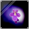 Acrylprint van een prachtige lichtbol met op de voorgrond een paarse bloem
