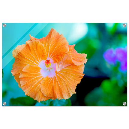 Acrylglas wanddecoratie met een prachtige oranje hibiscus 