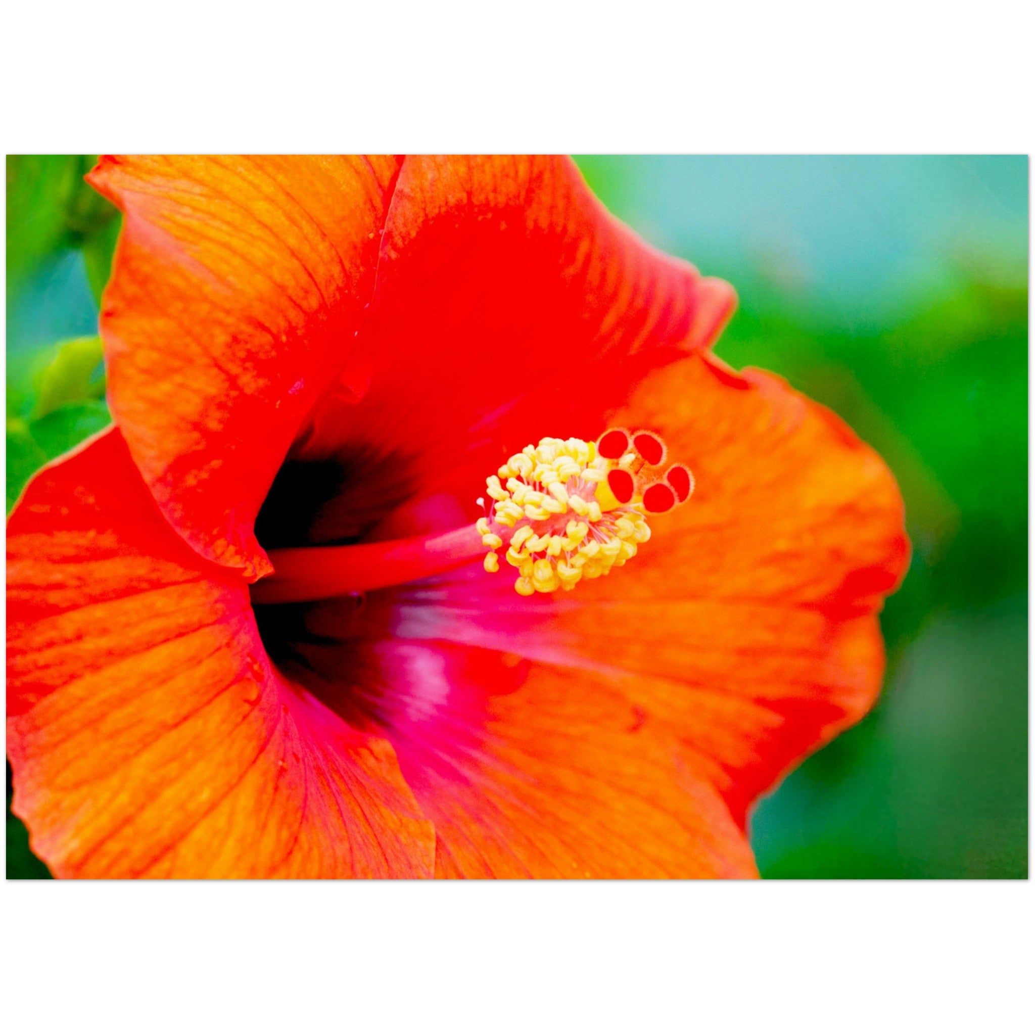 Wenskaart met een close-up van een helderrode hibiscus bloem