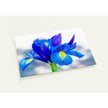 Wenskaart met een blauwe iris bloem met gele accenten