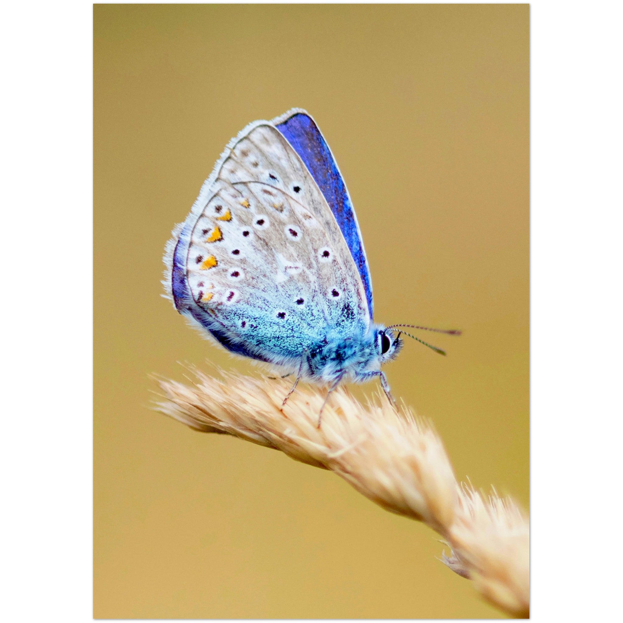 Kaartenset met een prachtige close-up van een icarusblauwtje