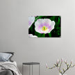 Acrylglas wanddecoratie met een tulp in wit met paarse tinten