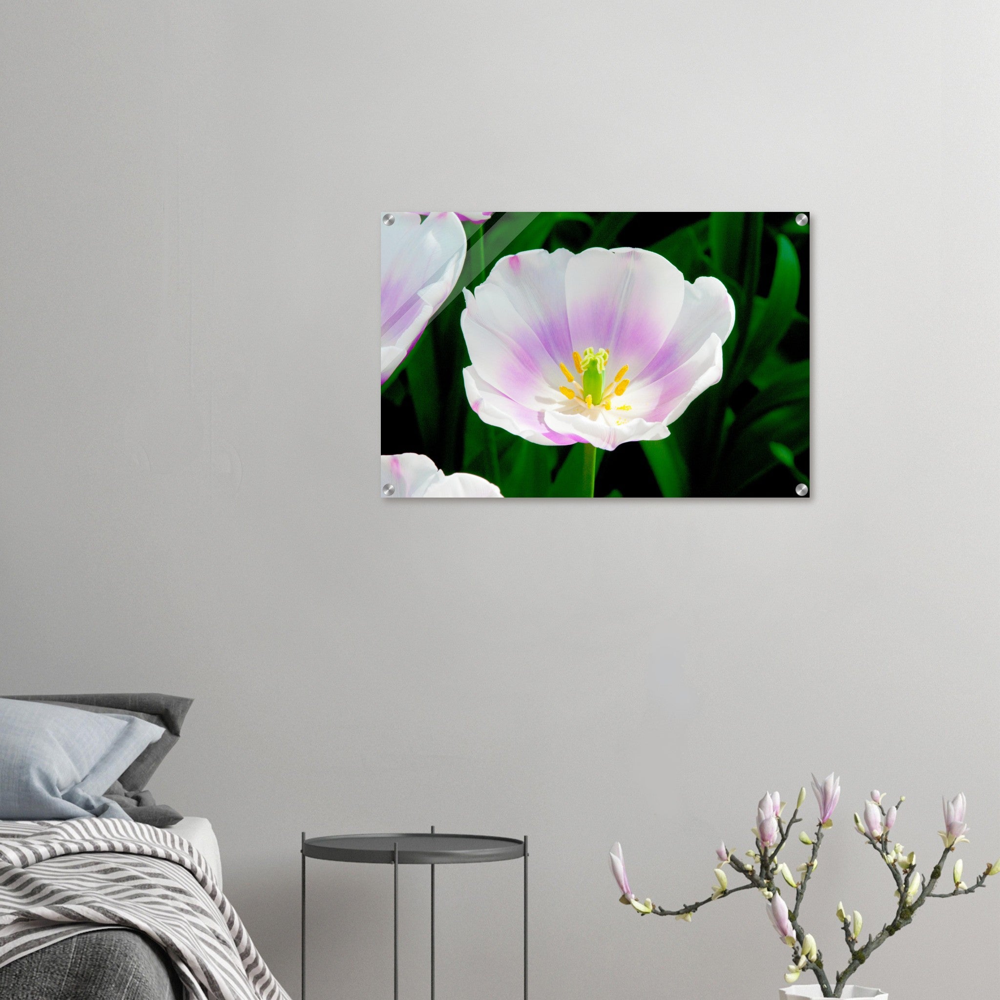 Acrylglas wanddecoratie met een tulp in wit met paarse tinten