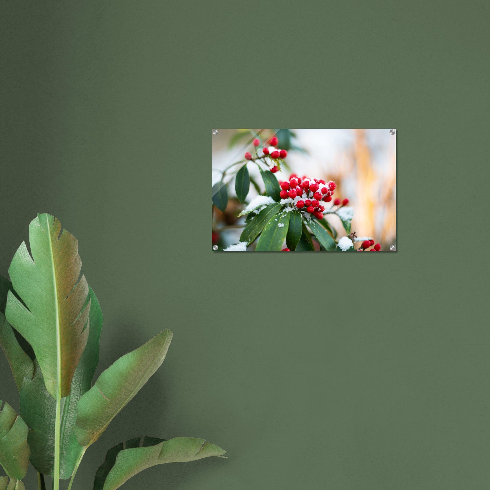 Acrylglas wanddecoratie met rode besjes (Skimmia reevesiana) bedekt met sneeuw
