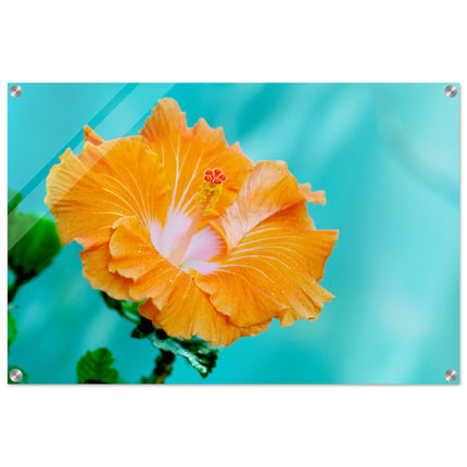 Acrylglas wanddecoratie met een weelderige oranje hibiscus tegen blauwe achtergrond