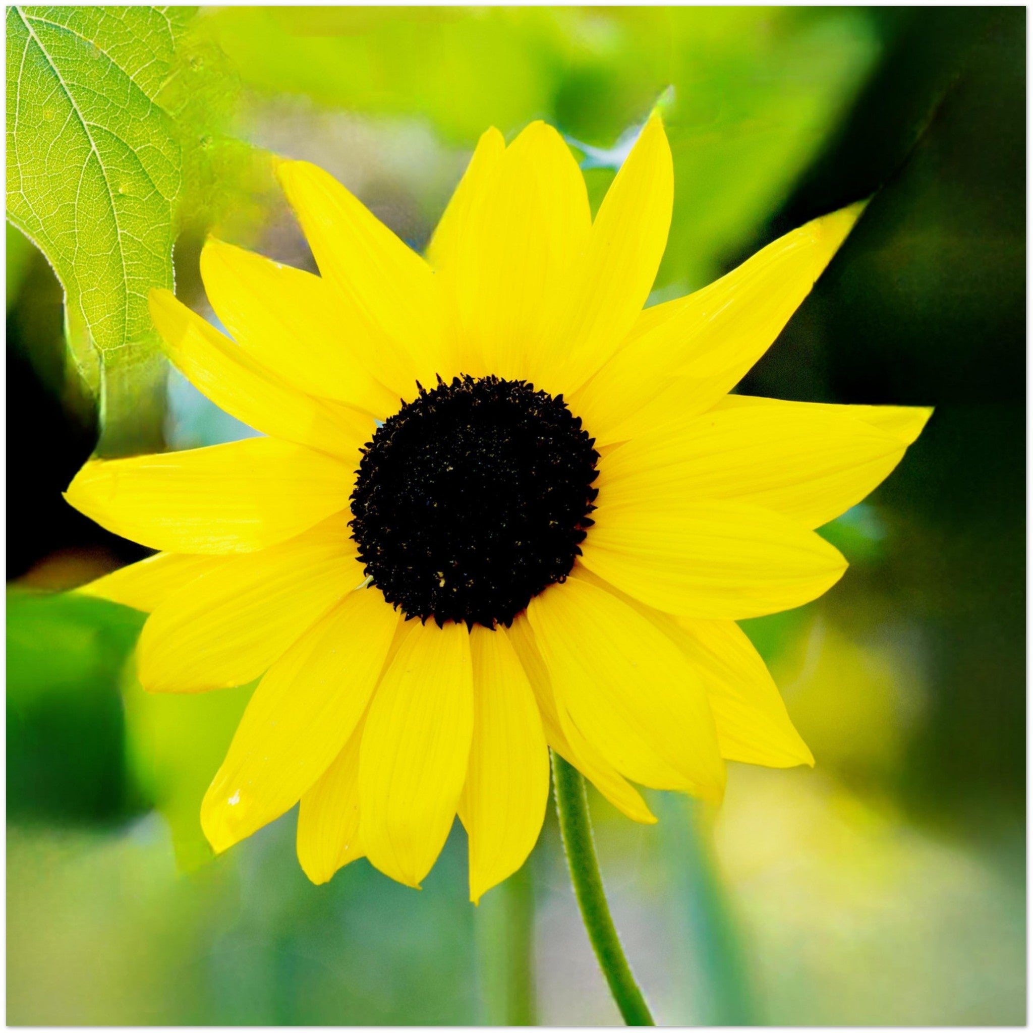 Wenskaart met close-up van een prachtige gele zonnebloem