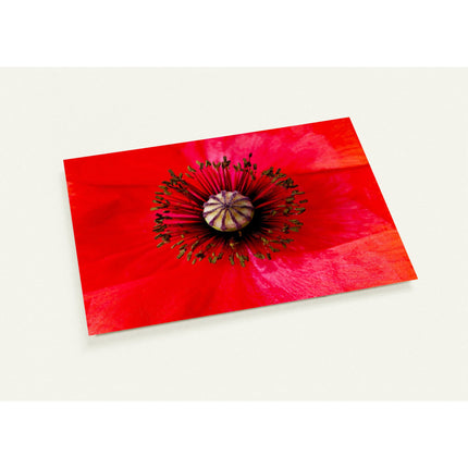 Wenskaart met een close-up van een schitterende rode klaproos