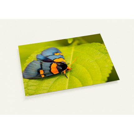 Kaartenset met een tropische vlinder op een groen blad
