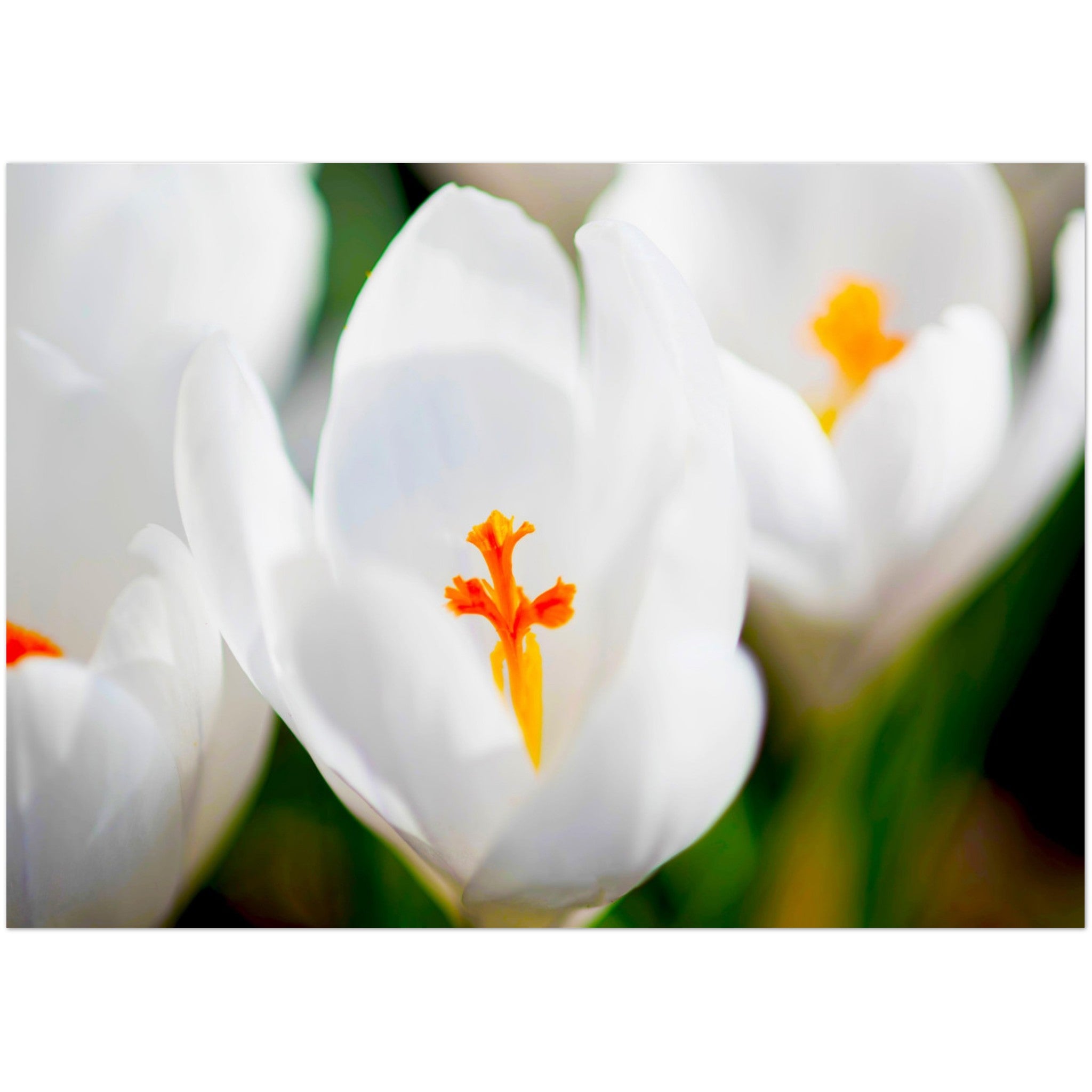 Wenskaart met een close-up van een witte krokus met oranje stamper