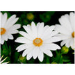 Wenskaart met een close-up van een gewone witte margriet bloem