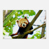 Acrylglas wanddecoratie van een rode panda tussen de groene bladeren