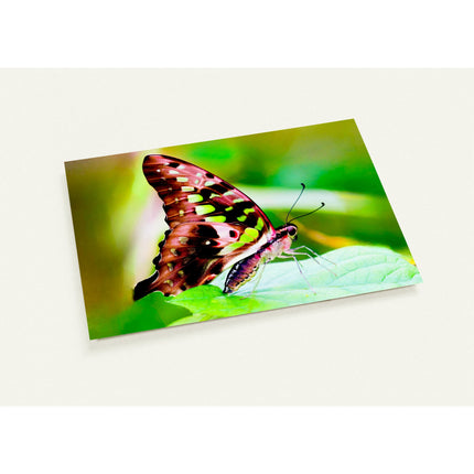 Kaartenset met een schitterende tropische vlinder op een groen blad