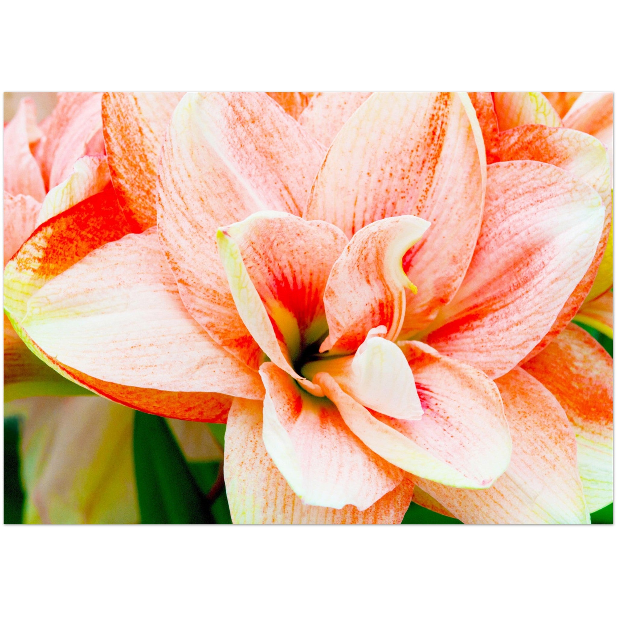 Wenskaart met een close-up van een zalmkleurige amaryllis bloem