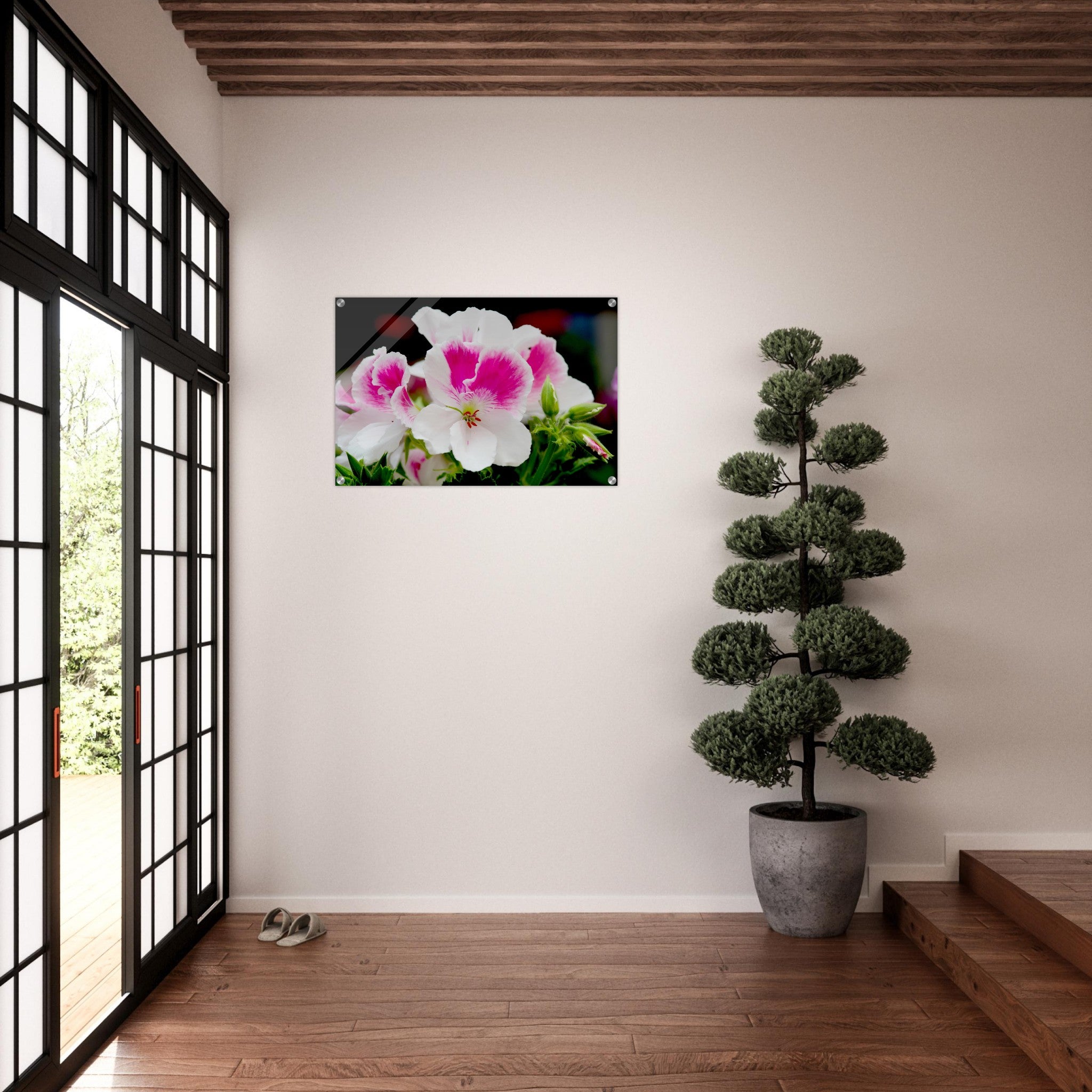 Acrylglas wanddecoratie met een schitterende Franse geranium in roze en witte tinten
