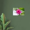 Acrylglas wanddecoratie met een prachtige roze echinacea bloem