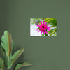 Acrylglas wanddecoratie met een prachtige roze echinacea bloem